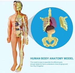 Human Body Anatomi Rp 395.000 (Harga Sudah Pajak)