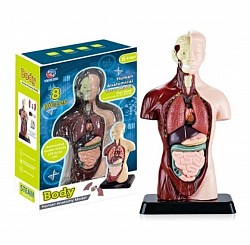Alat Praga Anatomi Tubuh Rp 339.000 (Harga Sudah Pajak)
