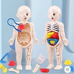 Alat Praga Anatomi Tubuh Rp 55.000 (Harga Sudah Pajak)